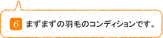 まずまずの羽毛のコンディションです。